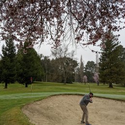 Beautiful day for golfing under the blossoms
