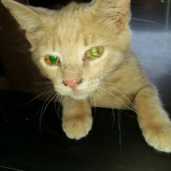 Paws & Claws - Animal Shelters Near Me - Rochester, Minnesota Paws & Claws - Animal Shelters Near Me - Rochester, Minnesota