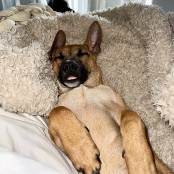 Karma Dog Training - Pet Training Near Me Karma Dog Training - Pet Training Near Me