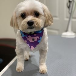 Pet Dreams Spa & Training - Beautiful eyes