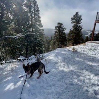 Mutt Masters - Pet Training Near Me - Colorado Springs, Colorado Mutt Masters - Pet Training Near Me - Colorado Springs, Colorado