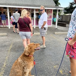 Patiently waiting for his Pup Cup. Patiently waiting for his Pup Cup.