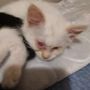 Photo of Pet Rescue Solutions