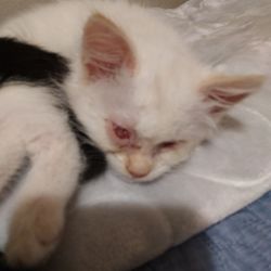 Pet Rescue Solutions - Blind 8 week old kitten needs a home.