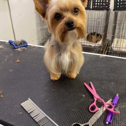 Bloomin Groomin Pet Spa and Resort