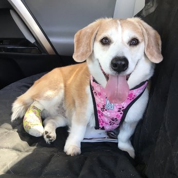 Chabot Veterinary Clinic - Happy dog! - Veterinarians Near Me - Hayward, California Chabot Veterinary Clinic - Happy dog! - Veterinarians Near Me - Hayward, California
