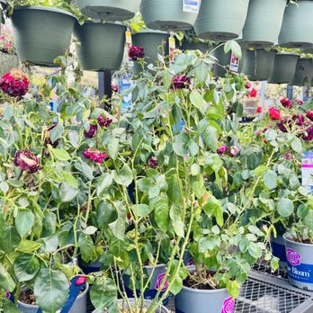 Lowe's Home Improvement - Rose pots by the entrance - Hardware Stores Near Me - Milwaukie, Oregon