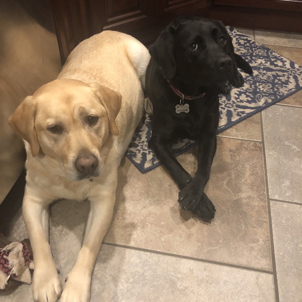 Sideling Hill Labradors - Perfectly behaved! - Pet Services Near Me - Waterfall, Pennsylvania