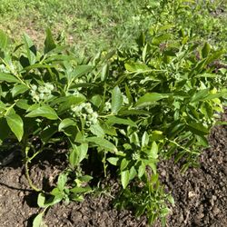 Ed's Plant World - Blueberry  Bushes that were planted the middle of spring.