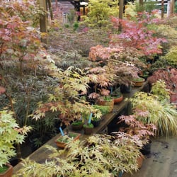 Higashi Nursery - Higashi Nursery - bonsai Japanese Maples!