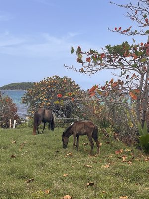 Blue Horizon Boutique Resort by null