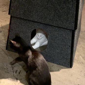 Koneko - Cats! - Breakfast & Brunch Near Me - New York, New York