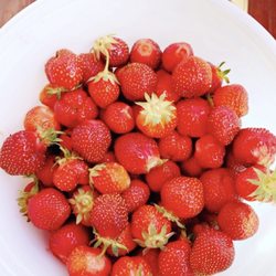 Pallman Farms - Strawberries