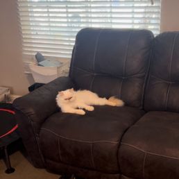 Blanca lounging.