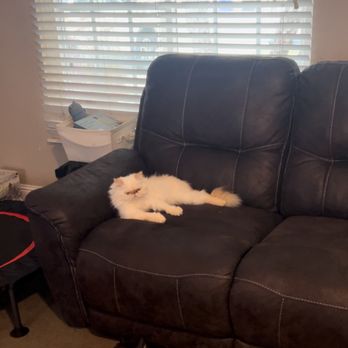Kingsley Kittens - Blanca lounging. - Pet Breeders Near Me
