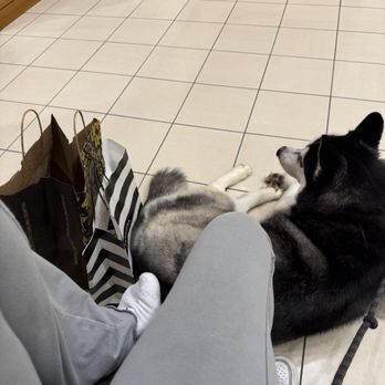 Elevated Canine Academy - chillin at the mall - Pet Training Near Me