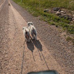 Three Flags Rv Park - Good dog walking areas