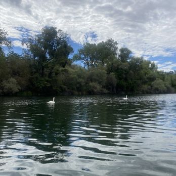 Black Miners Bar - Swans at bmb. - Parks Near Me - Orangevale, California Black Miners Bar - Swans at bmb. - Parks Near Me - Orangevale, California