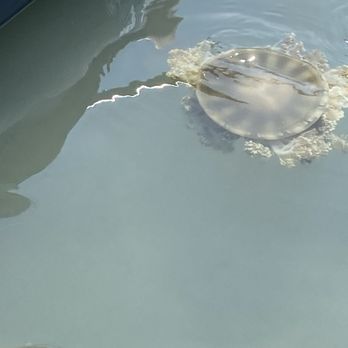Rivers to Ocean Kayaking - One of the jellyfish - Rafting/Kayaking Near Me Rivers to Ocean Kayaking - One of the jellyfish - Rafting/Kayaking Near Me