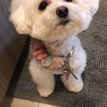 K9 Spa - Pet Groomers Near Me - San Francisco, California K9 Spa - Pet Groomers Near Me - San Francisco, California