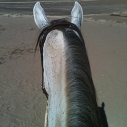 Camelot Equestrian Park - Halo