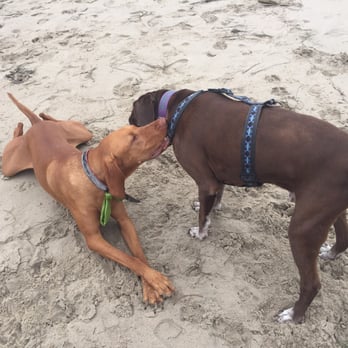 Mary Osborne Surf - Brick, the Vizla surf camp mascot and my dog, Gus - Summer Camps Near Me Mary Osborne Surf - Brick, the Vizla surf camp mascot and my dog, Gus - Summer Camps Near Me