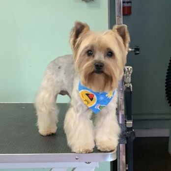 Isela's Pet Grooming - Pet Groomers Near Me - Whittier, California Isela's Pet Grooming - Pet Groomers Near Me - Whittier, California