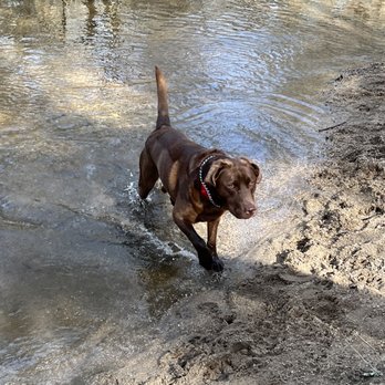 Ridley K9 Academy - Pet Training Near Me