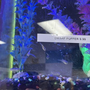 Pet's & Such - These were the cutest little dwarf puffer fish! - Pet Stores Near Me - Salt Lake City, Utah