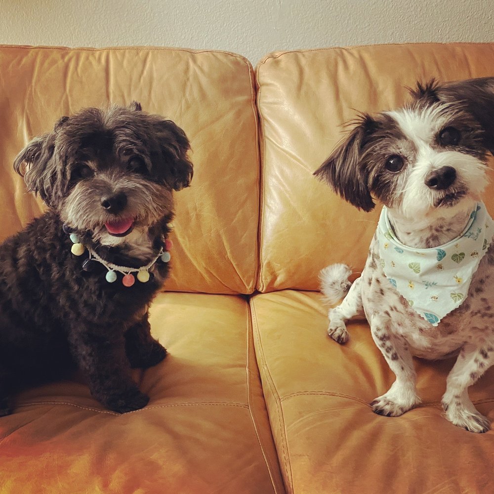 Looking extra cute after grooming! Looking extra cute after grooming!