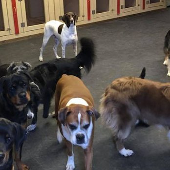 D&D Dog Dynamics - Open concept indoor play area - Pet Sitting Near Me - Gladstone, Michigan D&D Dog Dynamics - Open concept indoor play area - Pet Sitting Near Me - Gladstone, Michigan