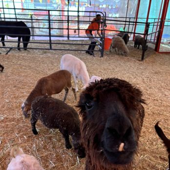 Pasadena Pumpkin Patch - Petting zoo - Pumpkin Patches Near Me - Pasadena, California