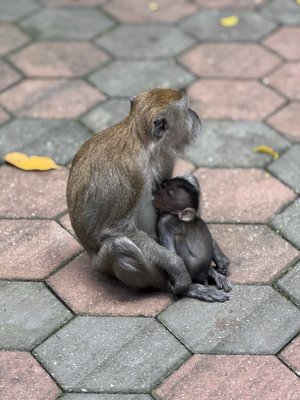 Bukit Timah Nature Reserve by null