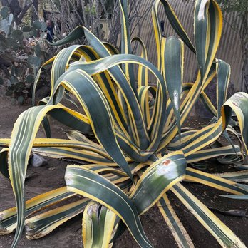 Moorten Botanical Garden - Nurseries & Gardening Near Me - Palm Springs, California Moorten Botanical Garden - Nurseries & Gardening Near Me - Palm Springs, California