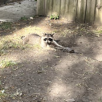 All Season's Wild Animal Control - Raccoon Dan caught - Pest Control Near Me - Martinton, Illinois All Season's Wild Animal Control - Raccoon Dan caught - Pest Control Near Me - Martinton, Illinois