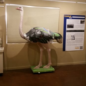 Chandler Museum - Ostrich - Museums Near Me - Chandler, Arizona