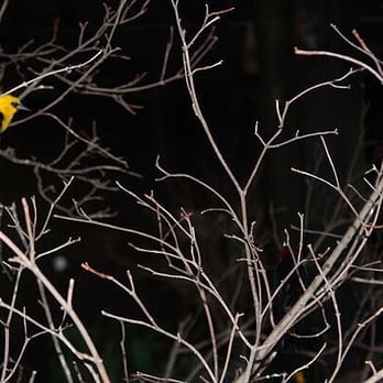 Bird Kingdom - Zoos Near Me - Niagara Falls, Ontario