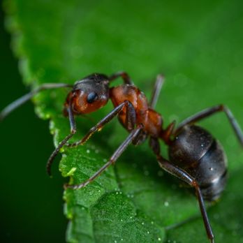 Armor Pest Solutions - Pest Control Near Me - Winchester, California Armor Pest Solutions - Pest Control Near Me - Winchester, California