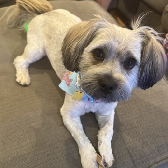 Happiness Grooming - Our dog Rocky - Pet Groomers Near Me - Van Nuys, California