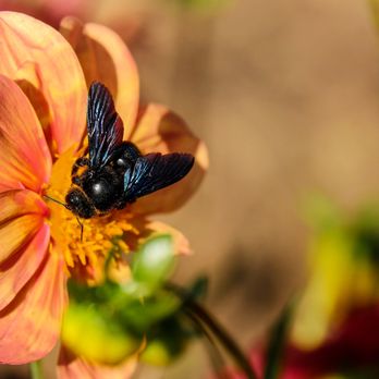 Pest2kill Exterminating - Pest Control Near Me - White Plains, New York
