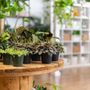 Tiny Greenhouse