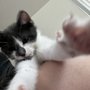 VetIQ Petcare