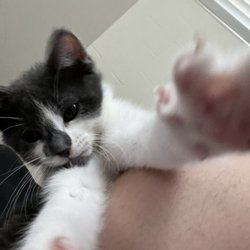 VetIQ Petcare