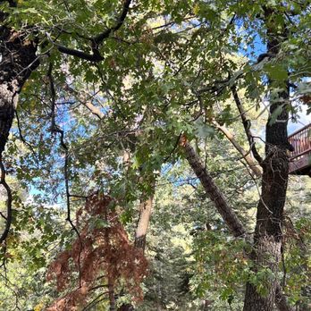 Fire Risk Management - Tree down over driveway and lines - Tree Services Near Me Fire Risk Management - Tree down over driveway and lines - Tree Services Near Me