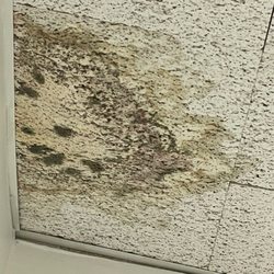 Labcorp - The moldy corner in the lab room.
