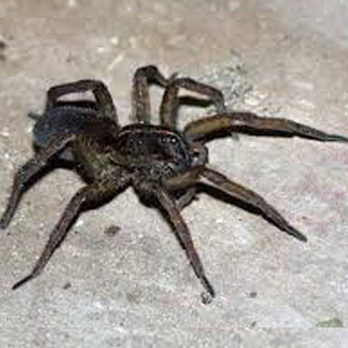 Best Pest Control Service - Pest Control Near Me - West Lawn, Pennsylvania Best Pest Control Service - Pest Control Near Me - West Lawn, Pennsylvania