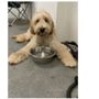 Photo of West Denver Veterinary Hospital & Wellness