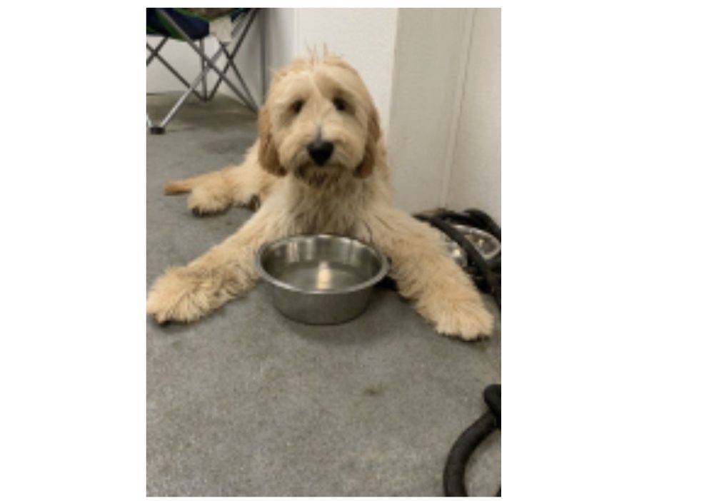 West Denver Veterinary Hospital & Wellness - pet boarding facility in Wheat Ridge, CO