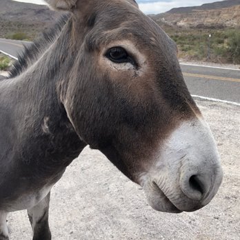 Town of Oatman - Local Flavor Near Me