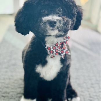 Suds N Bubbles - Pup - Pet Groomers Near Me - Las Vegas, Nevada